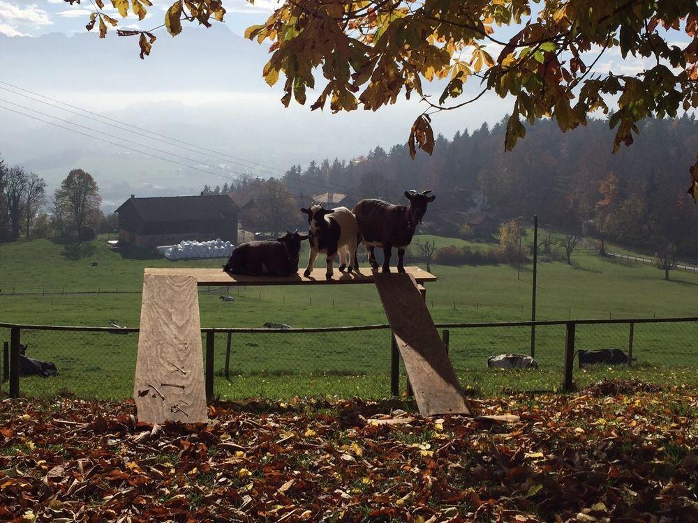 Landgasthof Santisblick Hotel Abtwil Esterno foto